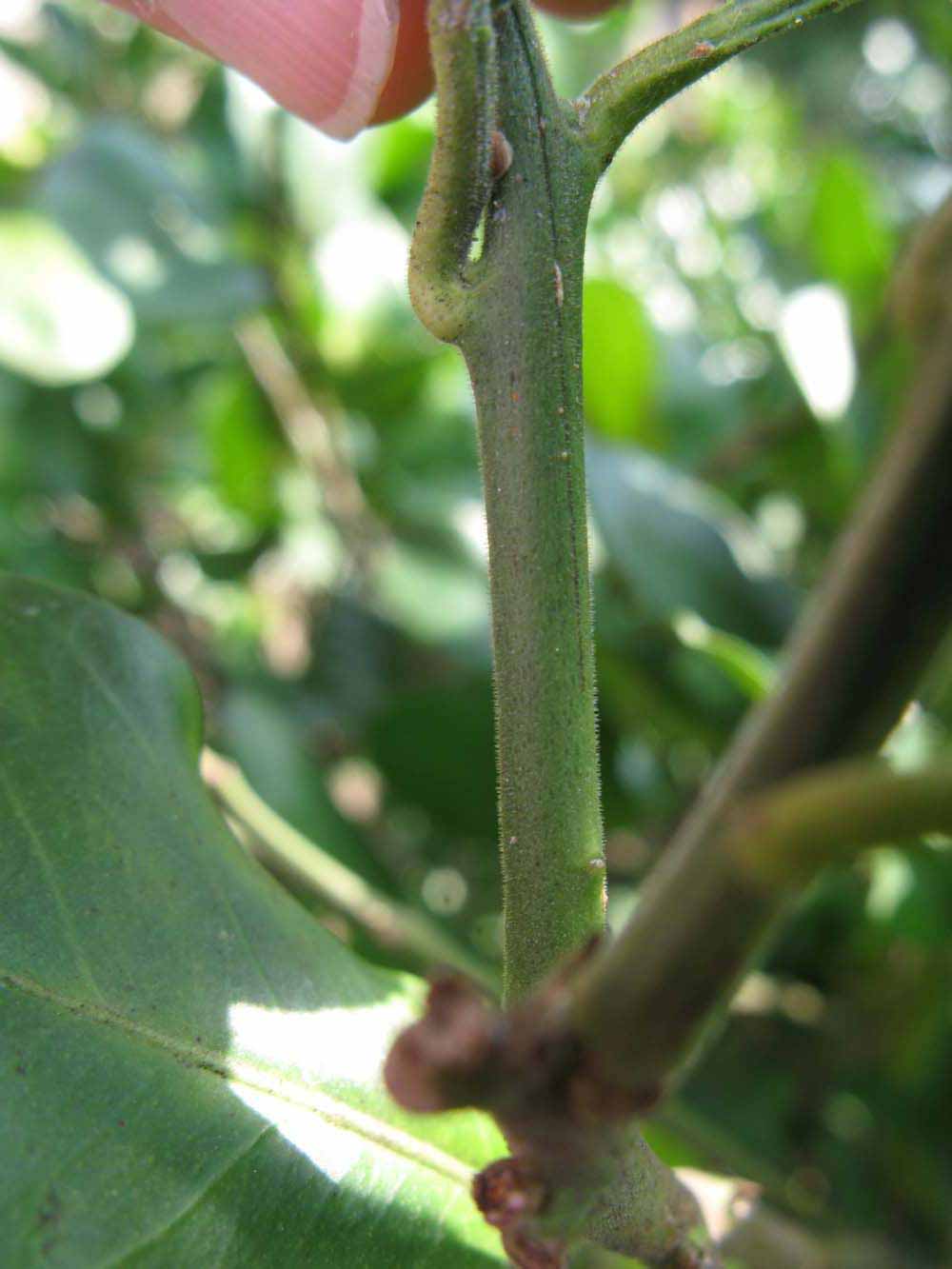              First year twig (Sha Tian You, Winter Haven, FL)   